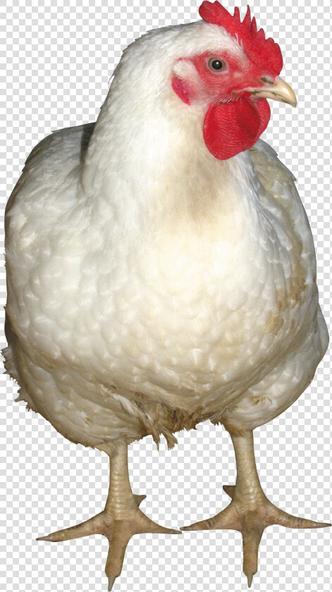 Chicken Png Images  Free Chicken Picture Download   Chicken Png  Transparent PngTransparent PNG