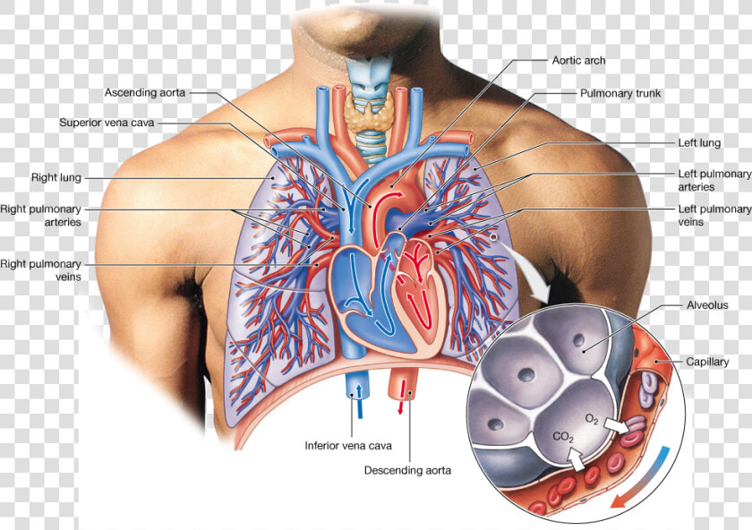 Muscle Veins Png   Veins Of The Lungs  Transparent PngTransparent PNG