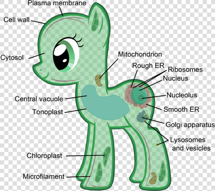 Transparent Chloroplast Png   Eukaryotic Cells My Little Pony  Png DownloadTransparent PNG