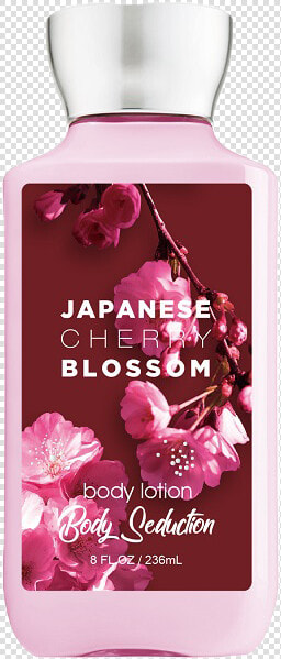 Japanese Cherry Bloom Body Seduction  HD Png DownloadTransparent PNG