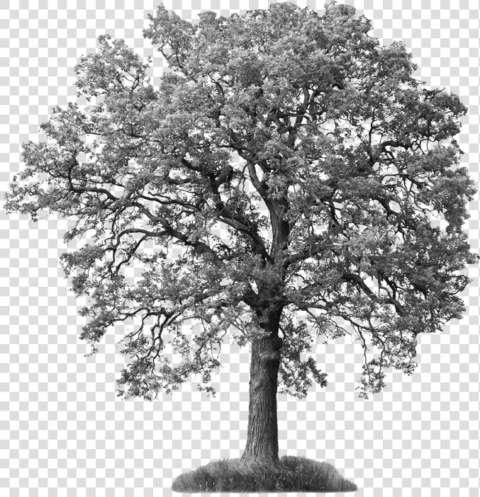 Save Our Ash Trees   Tree With White Background  HD Png DownloadTransparent PNG