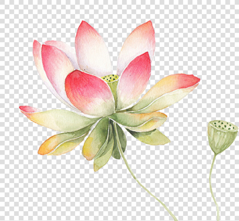 Transparent Lotus Png   Watercolor Transparent Background Lotus Flower Png  Png DownloadTransparent PNG