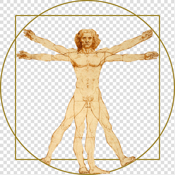 Vitruvian Man Png Transparent  Png DownloadTransparent PNG