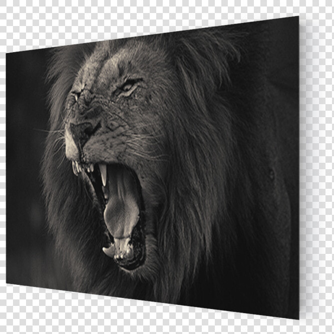 Transparent Lion Head Roar Png   Cat Yawns  Png DownloadTransparent PNG