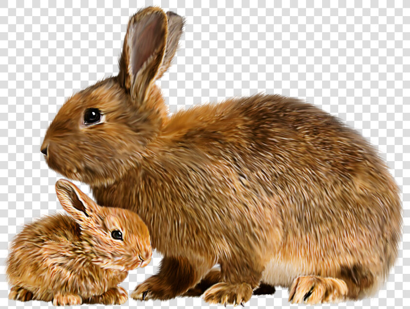 Bunnies Clipart Giant   Animals Mother And Baby  HD Png DownloadTransparent PNG