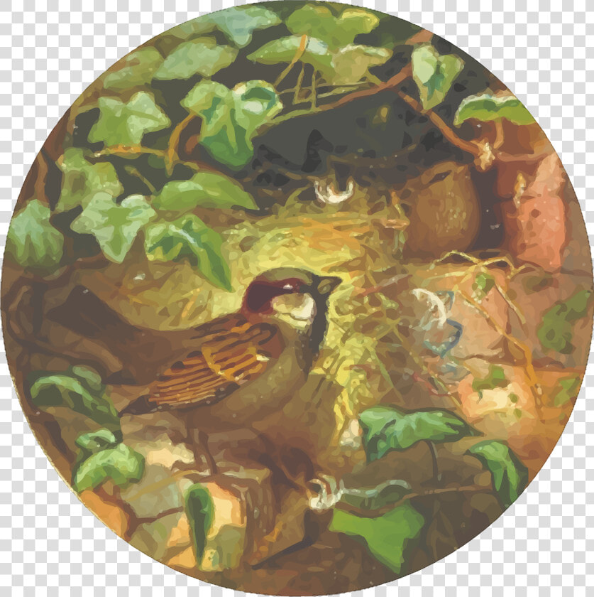 Circular House Sparrow Drawing Clip Arts   House Sparrow  HD Png DownloadTransparent PNG