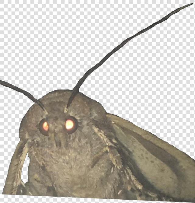 Glowing Eyes Meme Png   Moth Lamp Meme Transparent  Png DownloadTransparent PNG