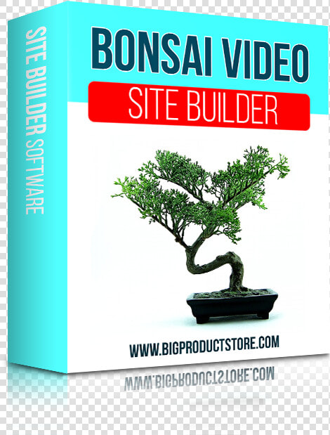 Schefflera Bonsai  HD Png DownloadTransparent PNG