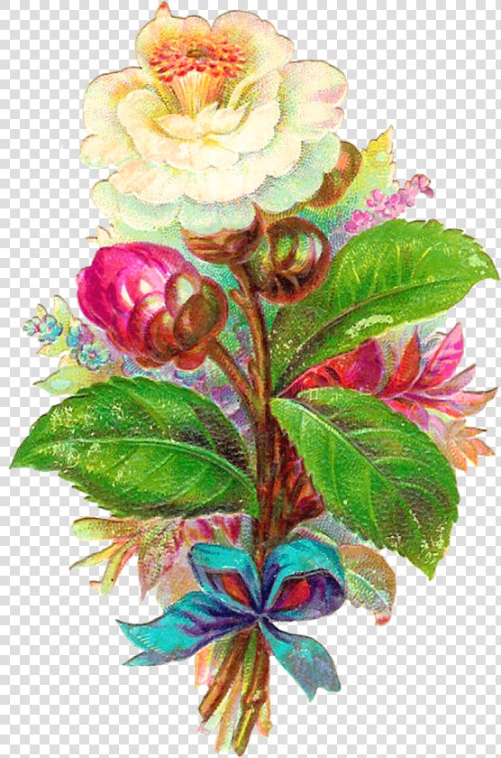 Antique Images Digital Flower White Camellia Vintage   Clip Art  HD Png DownloadTransparent PNG