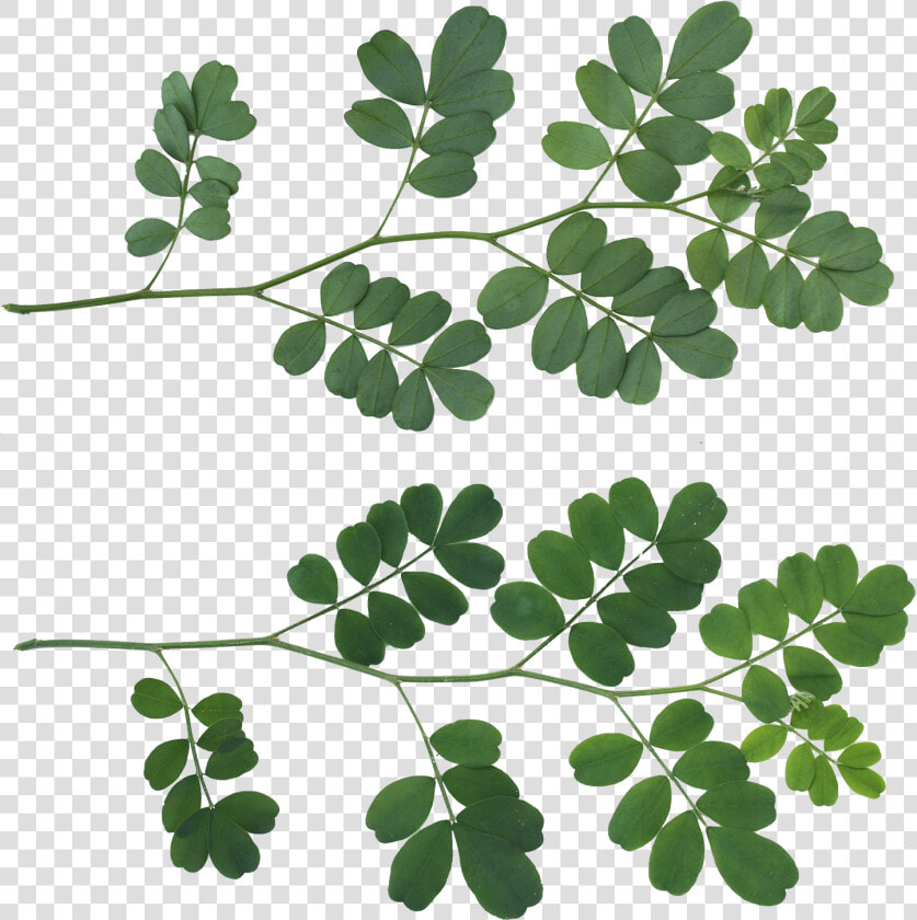 Leafs Png Texture   Png Download   Shrub Leaf Texture  Transparent PngTransparent PNG