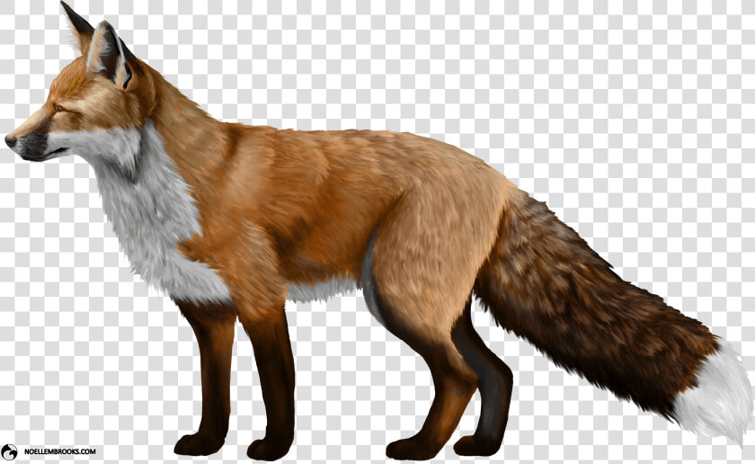 Fox Png Photos   Fox Png  Transparent PngTransparent PNG