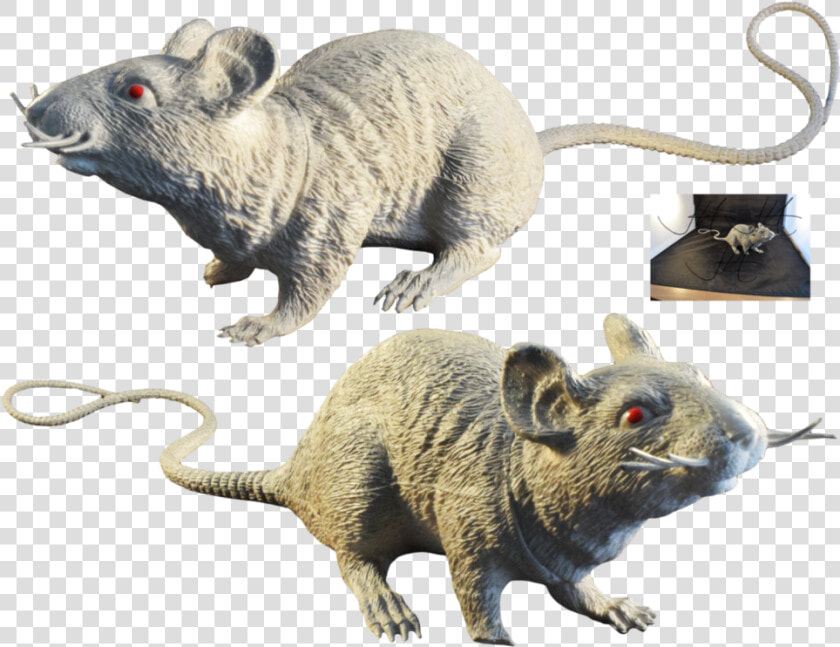 Rat  Murids  Mouse  Muridae  Wildlife Png Image With   Rat  Transparent PngTransparent PNG