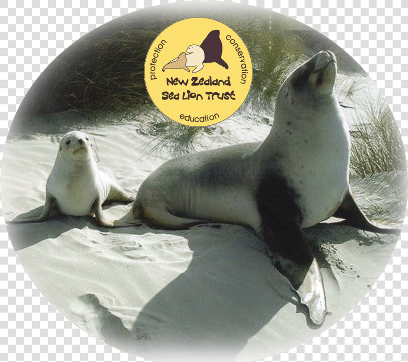 Transparent Sea Lion Png   California Sea Lion  Png DownloadTransparent PNG