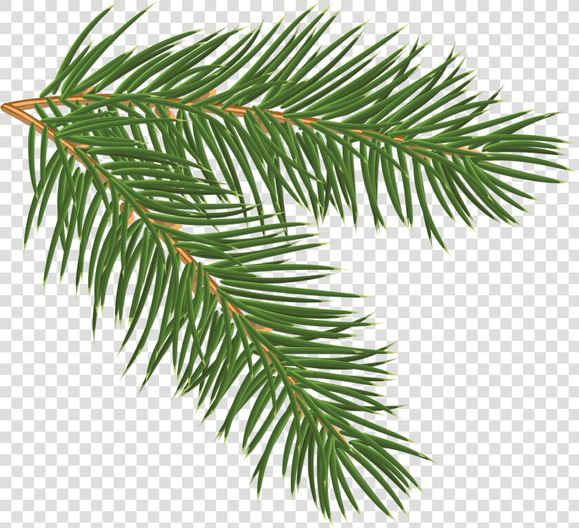 Transparent Tree Limb Png   Pine Branch Png  Png DownloadTransparent PNG