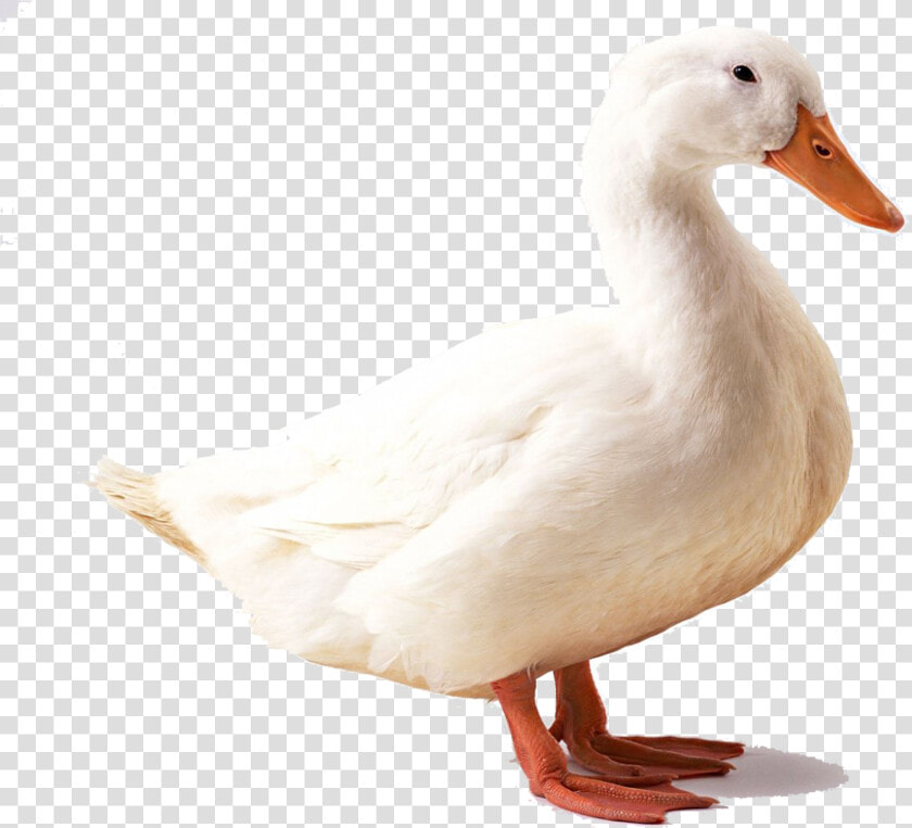 Geese Png   Duck With White Background  Transparent PngTransparent PNG