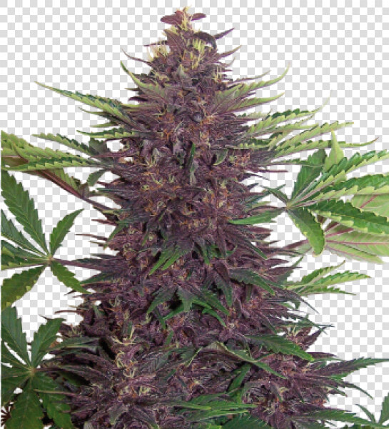 Purple Kush Auto   Purple Kush Buddha Seeds  HD Png DownloadTransparent PNG