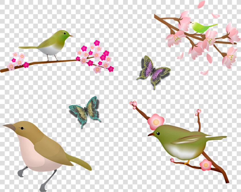 Birds  Sakura Blossom  Cherry Blossom  Butterfly   Sakura Bird  HD Png DownloadTransparent PNG