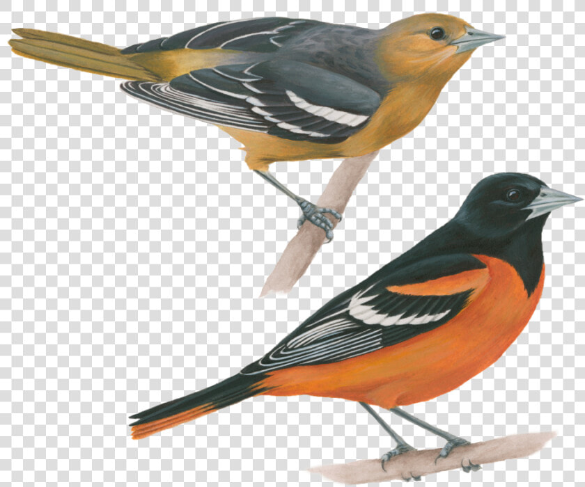 Baltimore Oriole  HD Png DownloadTransparent PNG