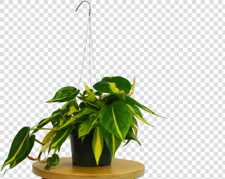 Transparent Philodendron Png   Flowerpot  Png DownloadTransparent PNG