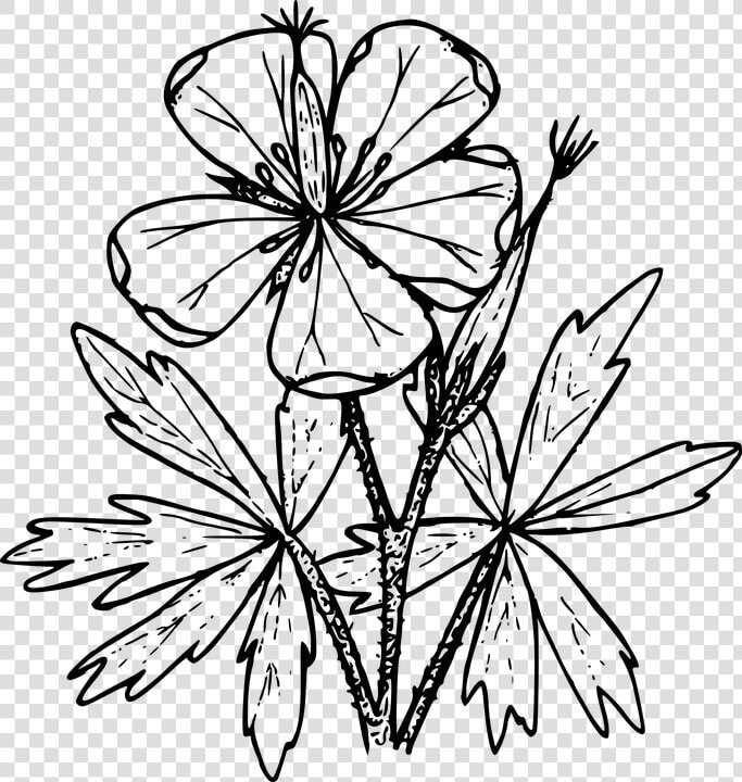 Wildflower Vector Botanical Transparent Png Clipart   Wild Flower Border Clip Art  Png DownloadTransparent PNG