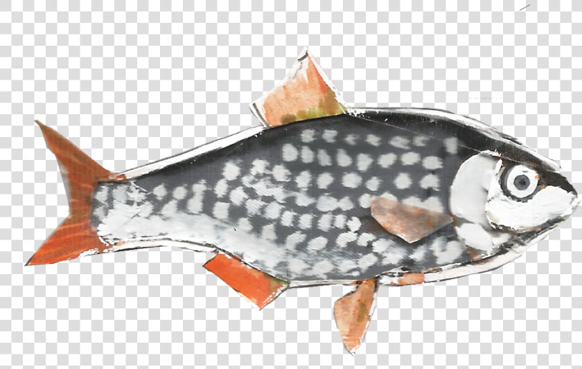 Giant Carp  HD Png DownloadTransparent PNG