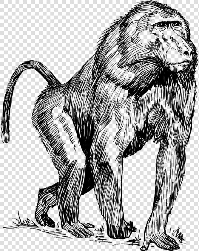 Baboon Drawing  HD Png DownloadTransparent PNG