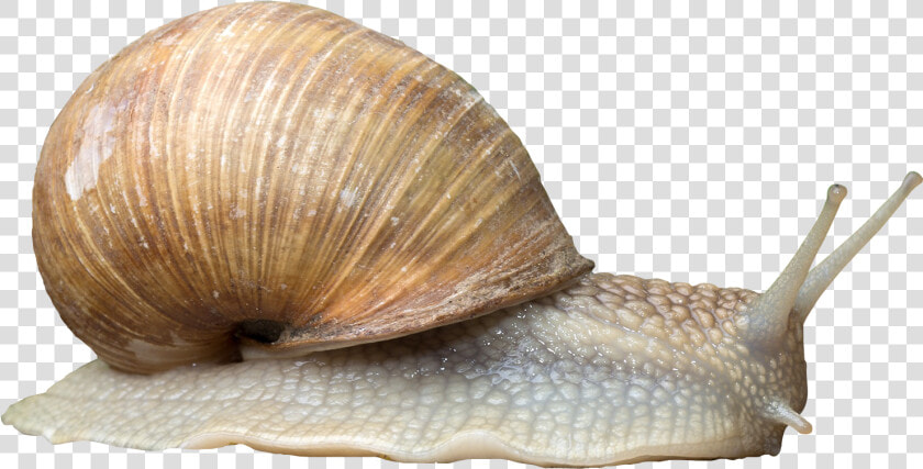 Snail   Snail Png  Transparent PngTransparent PNG