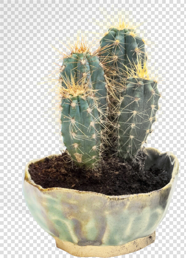 Cactus Png Transparent Image   Cactus In Png  Png DownloadTransparent PNG