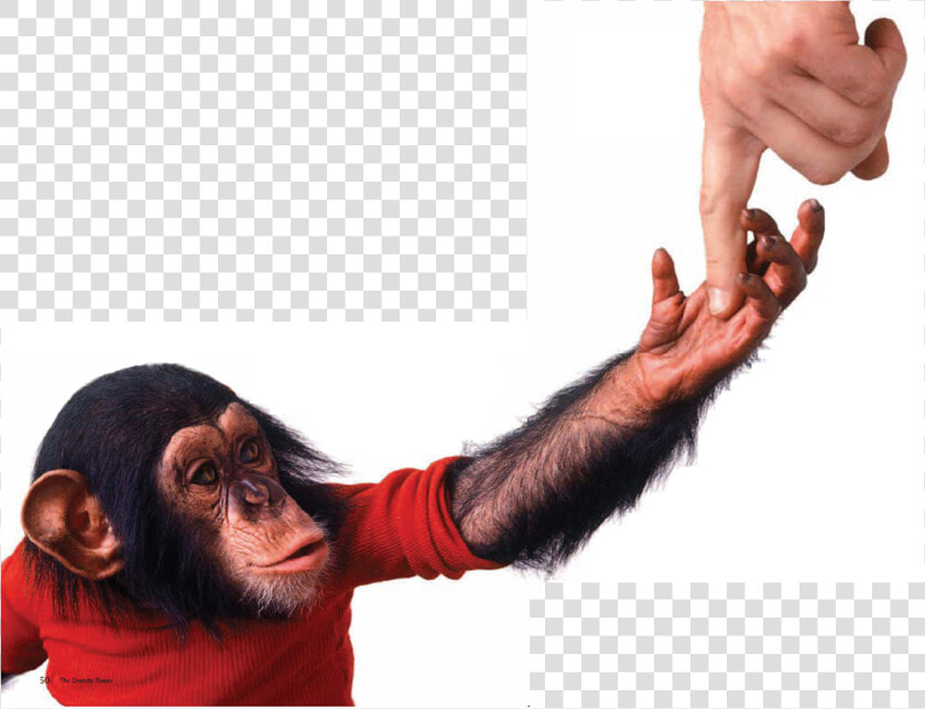 Transparent Chimp Png   Project Nim Png  Png DownloadTransparent PNG