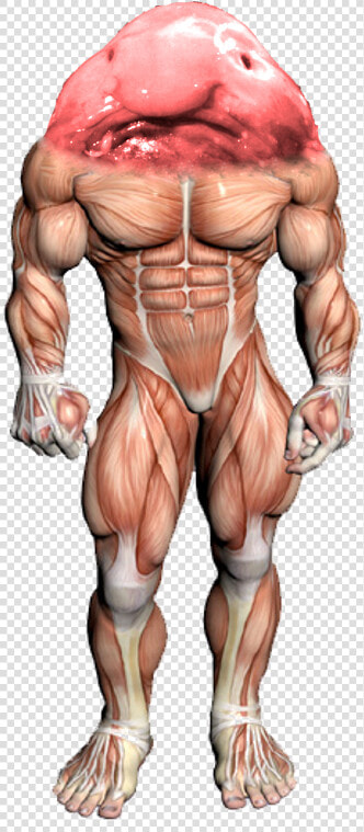 Surreal Memes Wiki   Bench Press Muscles  HD Png DownloadTransparent PNG