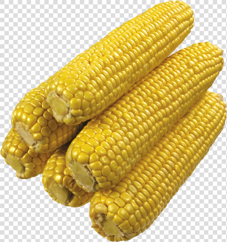 Grab And Download Corn Png Image   Corn On The Cob No Background  Transparent PngTransparent PNG