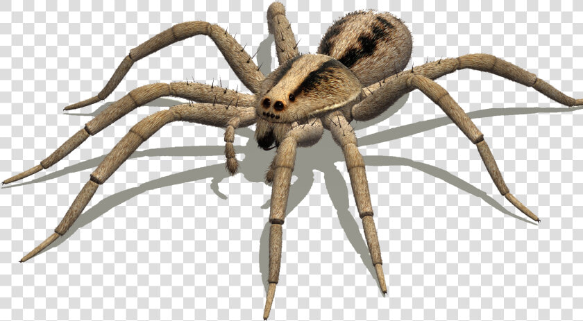 Australian Spiders Goliath Birdeater Wolf Spider Delena   Spider Legs Side View  HD Png DownloadTransparent PNG