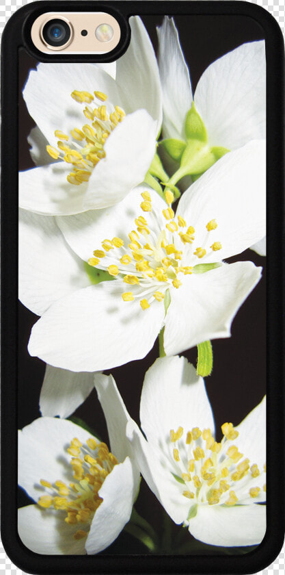 Jasmine Flowers Case   Burnet Rose  HD Png DownloadTransparent PNG