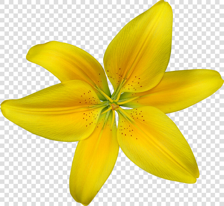 Dwarf Day Lily  HD Png DownloadTransparent PNG