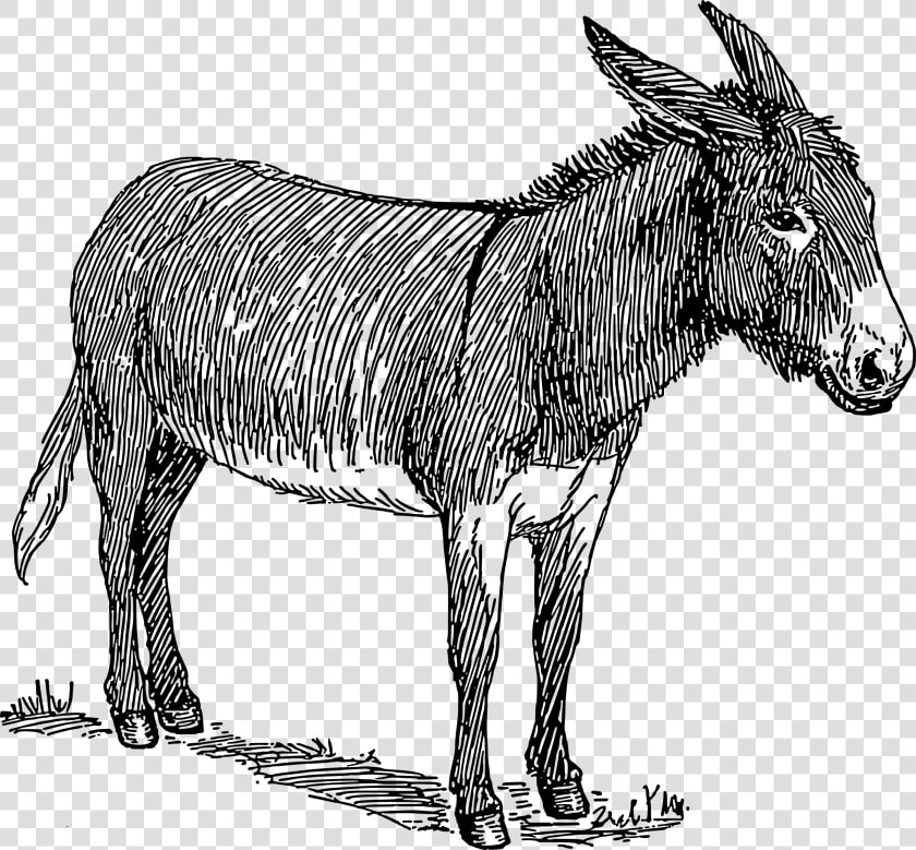 Donkey Clip Arts   Donkey Clipart Black And White  HD Png DownloadTransparent PNG