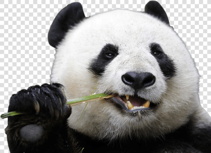 Eating Panda   Panda Transparent  HD Png DownloadTransparent PNG