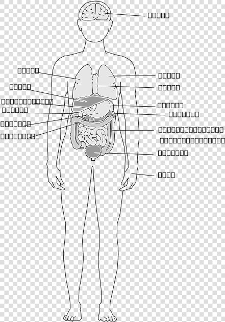 Human Body Organs Svg Clip Arts   Sketch  HD Png DownloadTransparent PNG