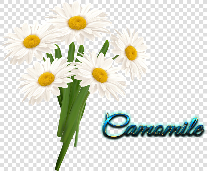 Camomile Transparent   Flower In Vase Clipart  HD Png DownloadTransparent PNG