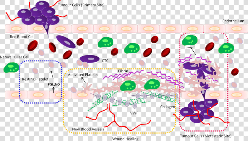 Platelets And Cancer Metastasis  HD Png DownloadTransparent PNG