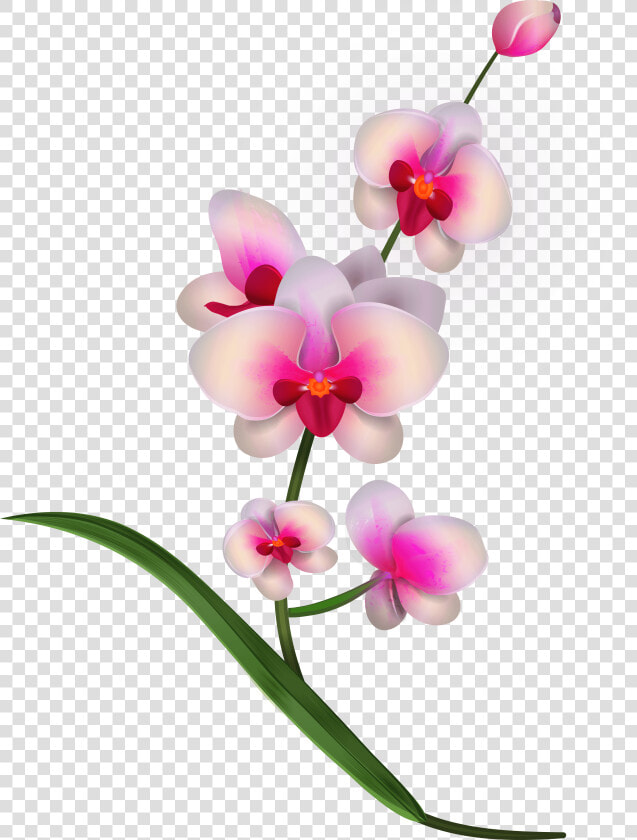 Pink Orchids Png Clipart Transparent Png   Png Download   Clipart Orchid  Png DownloadTransparent PNG