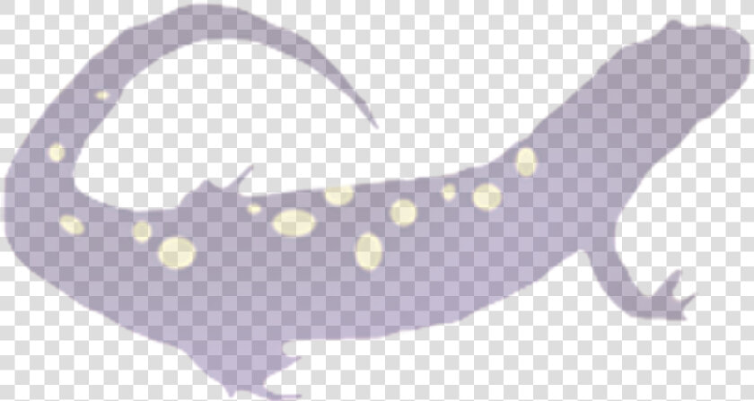 Salamander Png  Transparent PngTransparent PNG