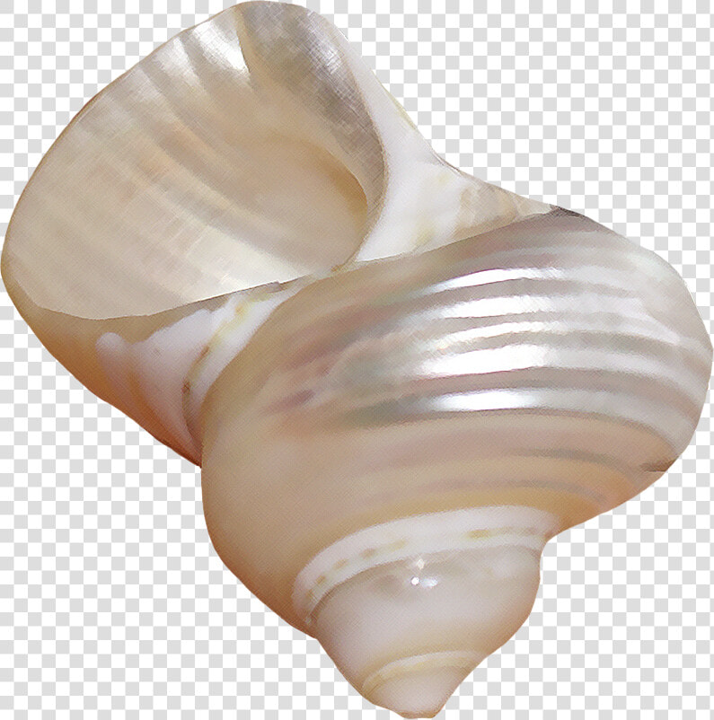 Png Seashells  Transparent PngTransparent PNG