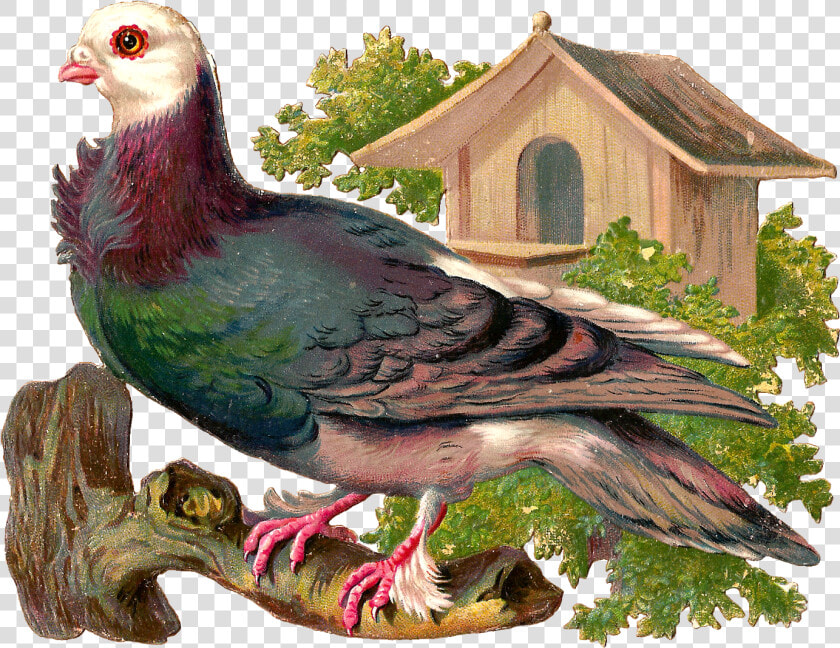 Pigeons And Doves  HD Png DownloadTransparent PNG