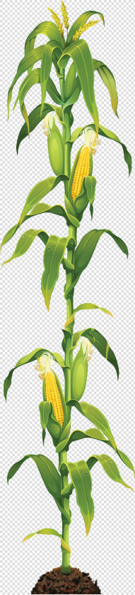 Corn Stalk Png  Transparent PngTransparent PNG