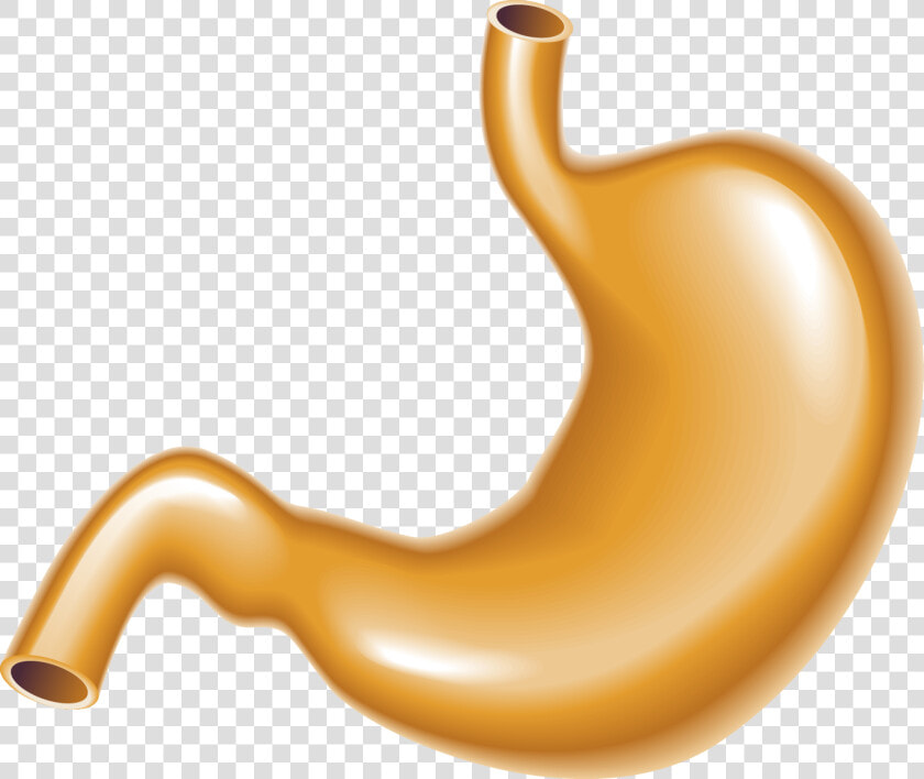 Stomach Large Intestine Human Body   Human Stomach Png  Transparent PngTransparent PNG