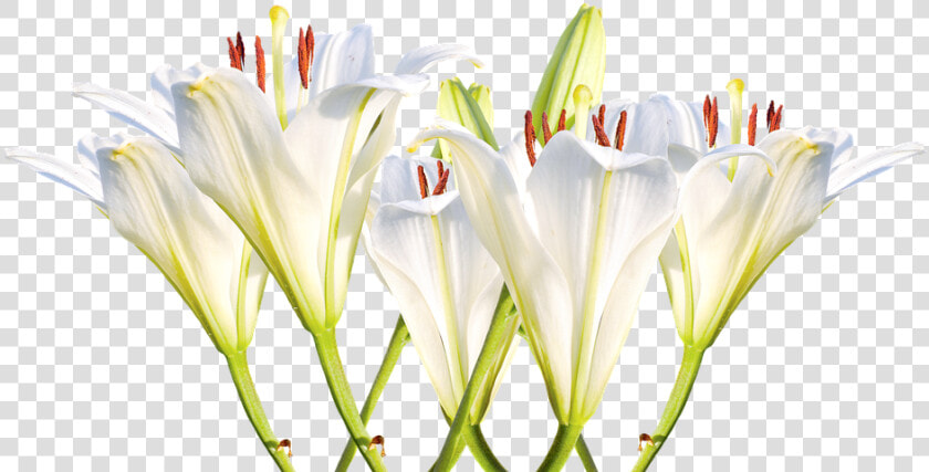 Lilies  White Lilies  Blossom  Bloom  Flower  White   Thinking Of You Lillies  HD Png DownloadTransparent PNG