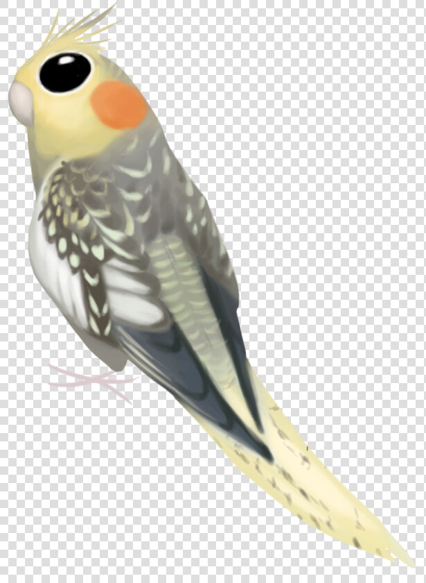 Budgie  HD Png DownloadTransparent PNG