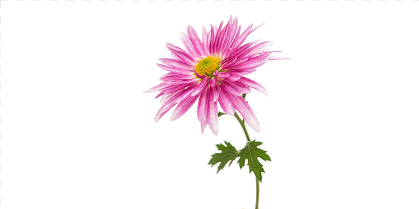 Chrysanths  HD Png DownloadTransparent PNG