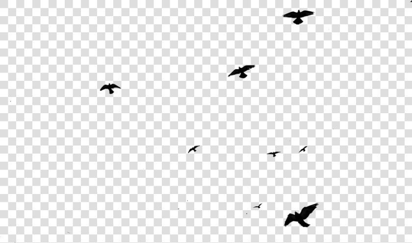 Flying Birds Png Gif   Png Download   Transparent Birds Flying Gif  Png DownloadTransparent PNG