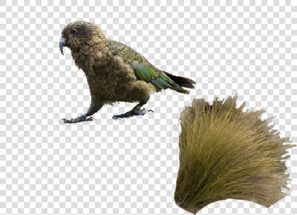 Queenstown   Parrot  HD Png DownloadTransparent PNG